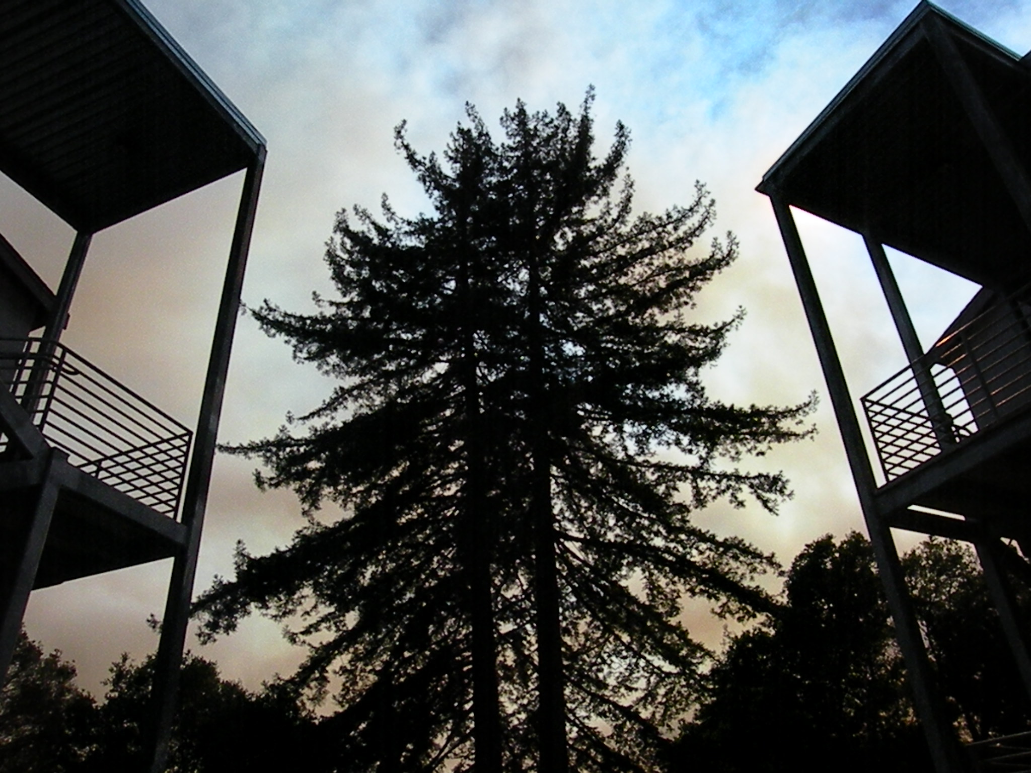 j--k-bldgs-with-redwoods.jpg